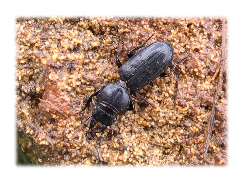 Parallelomorphus laevigatus